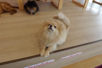 犬たち
